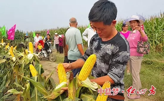 棒子沒禿尖，籽粒更飽滿。