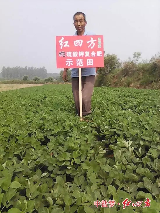 老伯的花生分外的生機(jī)勃勃