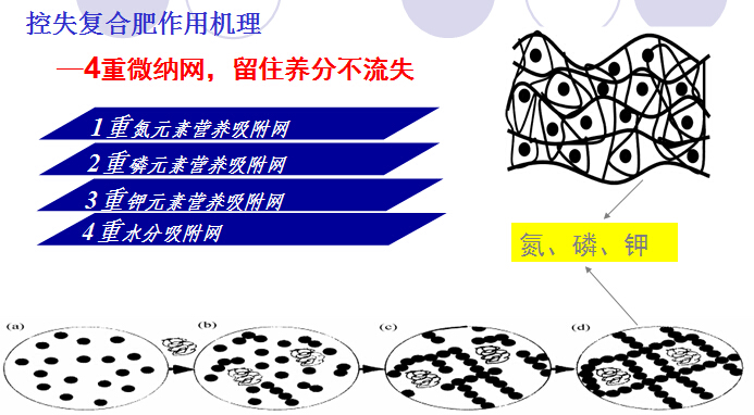 紅色勁典控失肥作用機(jī)理