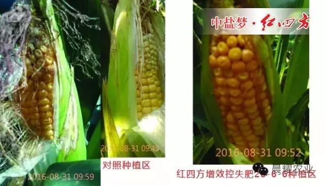 對(duì)照種植區(qū)玉米出現(xiàn)不同程度的病害，而紅四方增效控失肥種植區(qū)玉米抵抗力強(qiáng)，沒有出現(xiàn)病害。