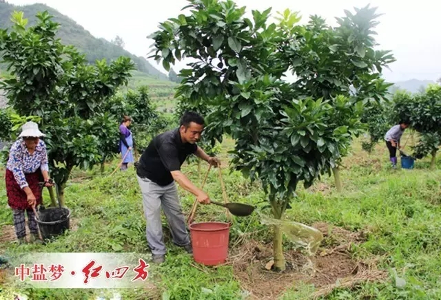 蘋果、梨、桃、櫻桃、冬棗等果樹開溝或挖穴施肥的合理位置，應(yīng)在樹冠外圍垂直投影外沿，不宜距離樹干太近。