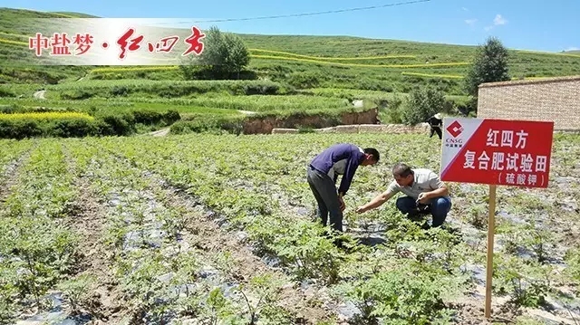 歸移栽后20天左右便可陸續(xù)出苗，這塊地呈帶狀高畦，排水性好，當(dāng)歸長(zhǎng)勢(shì)旺盛。田老伯兒子每天都來(lái)查苗，從土壤排水到莖葉長(zhǎng)勢(shì)，一絲一毫都不放過(guò)。