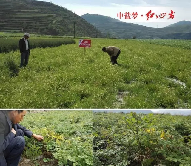 歸封垅后，下部老葉因光照不足而發(fā)黃，這部分老葉要及時(shí)摘除，這既可避免不必要的養(yǎng)分消耗，又能改善群體內(nèi)部的通風(fēng)透光條件。