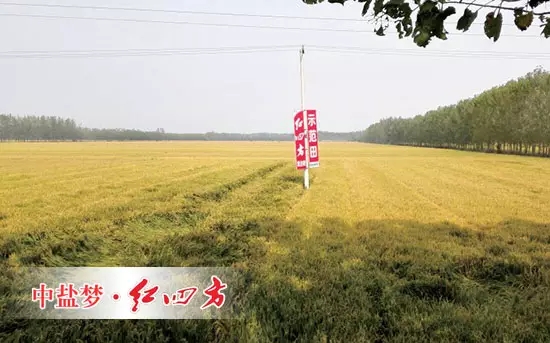 6月26日，在山東青州何官鎮(zhèn)水渠村山藥種植區(qū)，山藥長勢證明了紅四方增效控失肥的肥效。