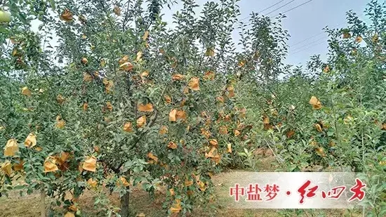 長(zhǎng)枝紅富士精細(xì)管理