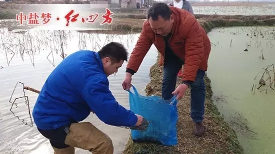 到了藕塘邊，丁文金不懼寒冷，第一時(shí)間換上雨靴，為了全方位獲取土樣，他先后采用五點(diǎn)取土法、隨機(jī)取樣法、S線型取樣法，采集了眾多土樣并認(rèn)真仔細(xì)地包扎起來(lái)，準(zhǔn)備第一時(shí)間帶回公司化驗(yàn)，即使氣溫寒冷，他的額角冒出了許多細(xì)汗。